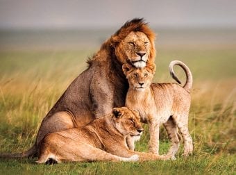 Lions resting with their Family