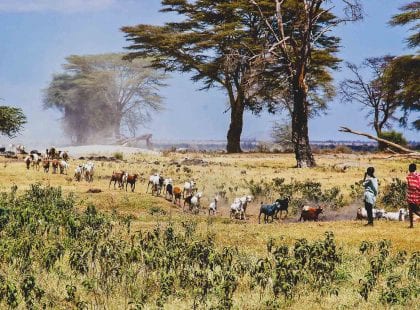 Maasai Goats
