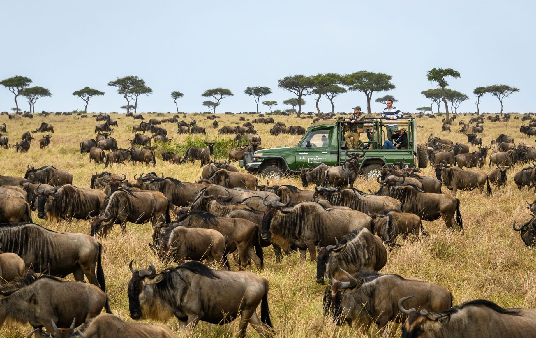 Wildlife in the Maasai Mara