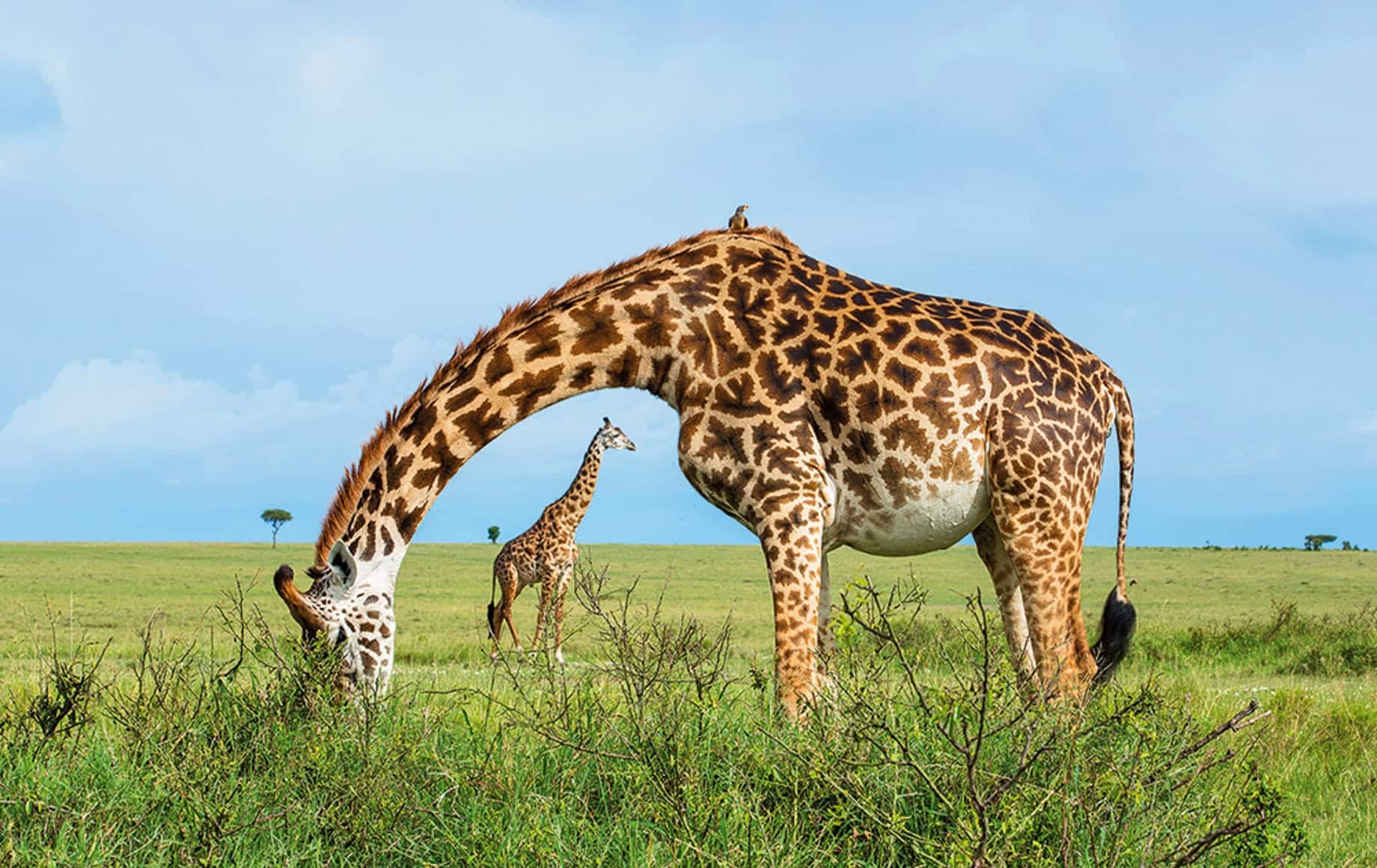 Giraffes at Maasai mara