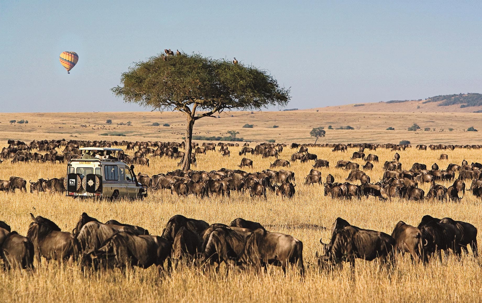 Wildlife at Maasai Mara