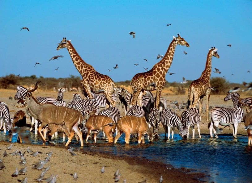 Wildlife at Madikwe Game Reserve