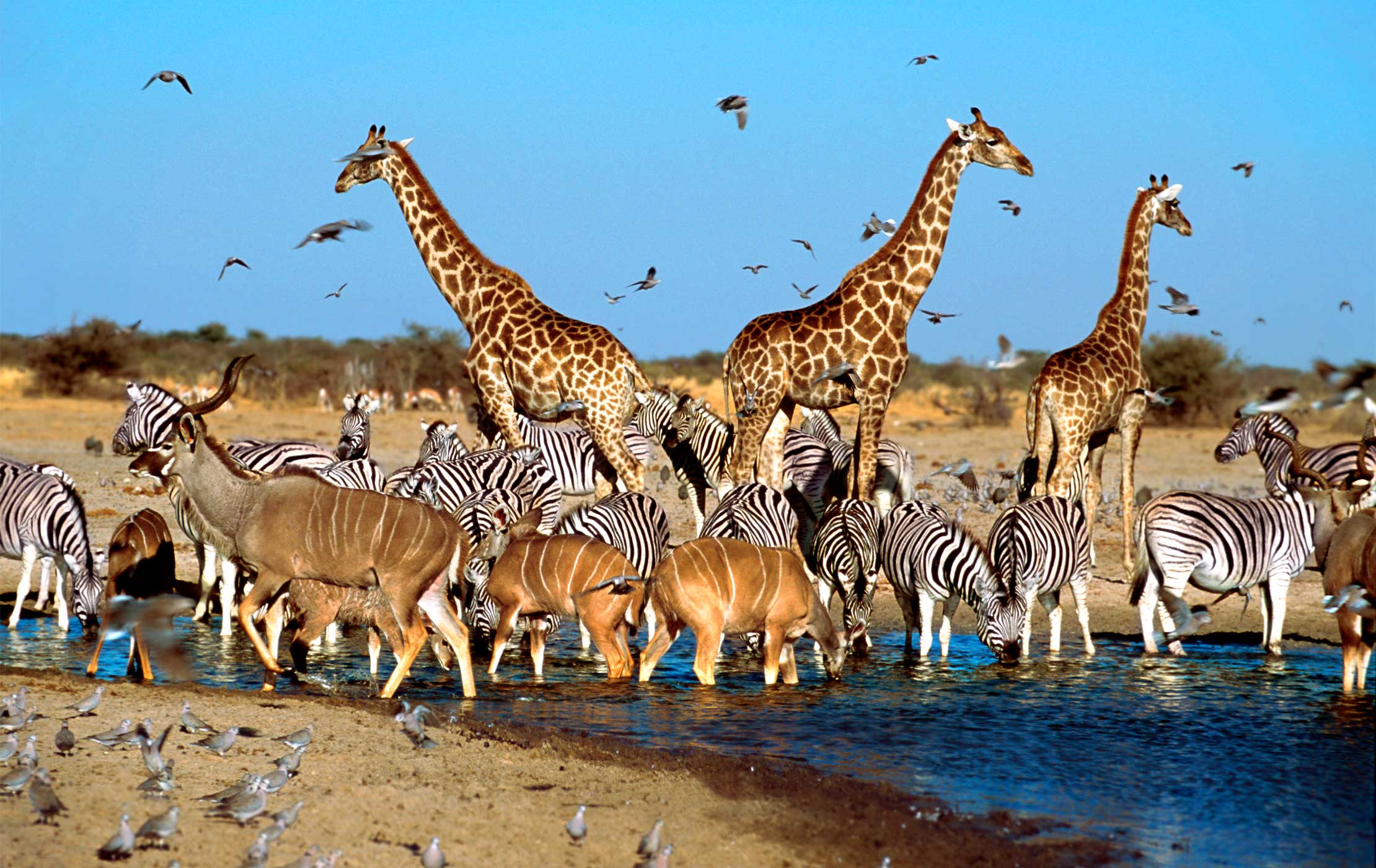 Picture of Madikwe Game Reserve