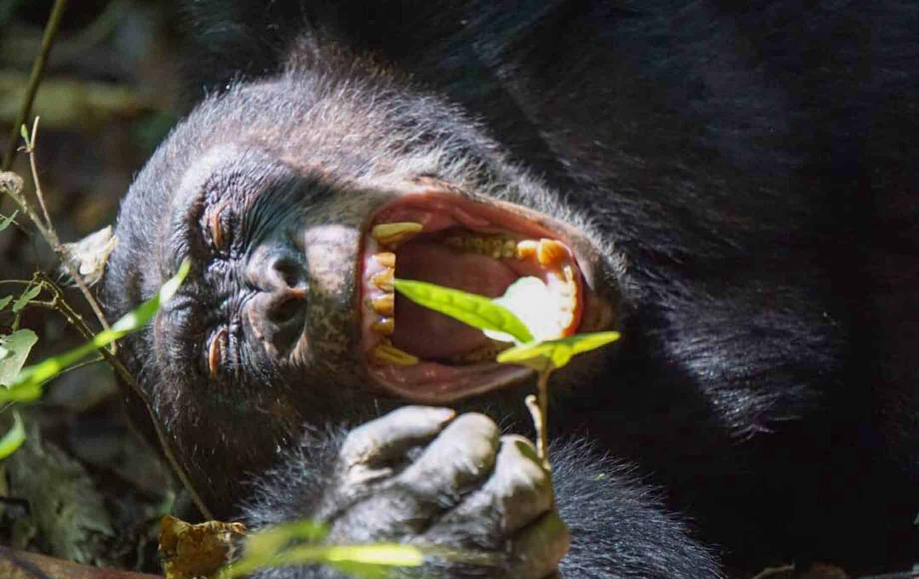 A screaming gorilla at Mahale Mountains National Park
