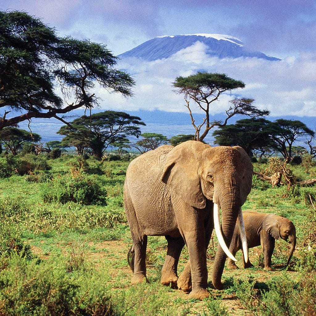 Elephants walking on an African Safari