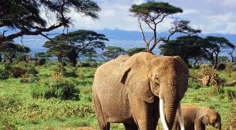 Elephants walking on an African Safari
