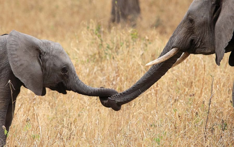 Meet an Elephant