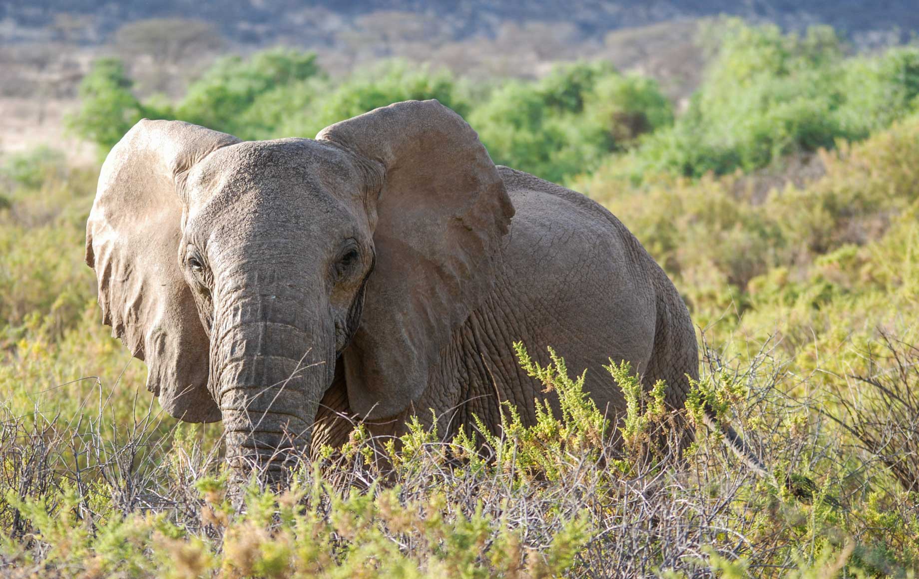 Meet the African savannah elephant (African bush elephant)