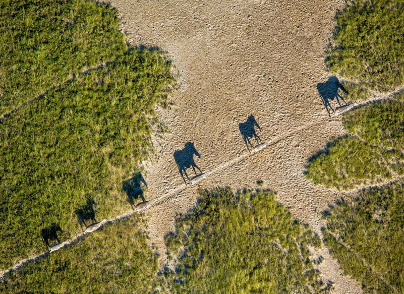 Wildlife in the Makgadikgadi Pan