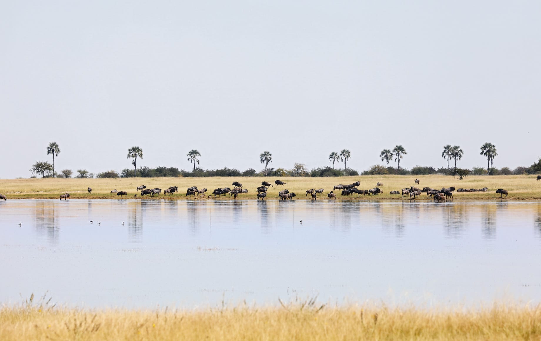 Wildlife in the Makgadikgadi Pan