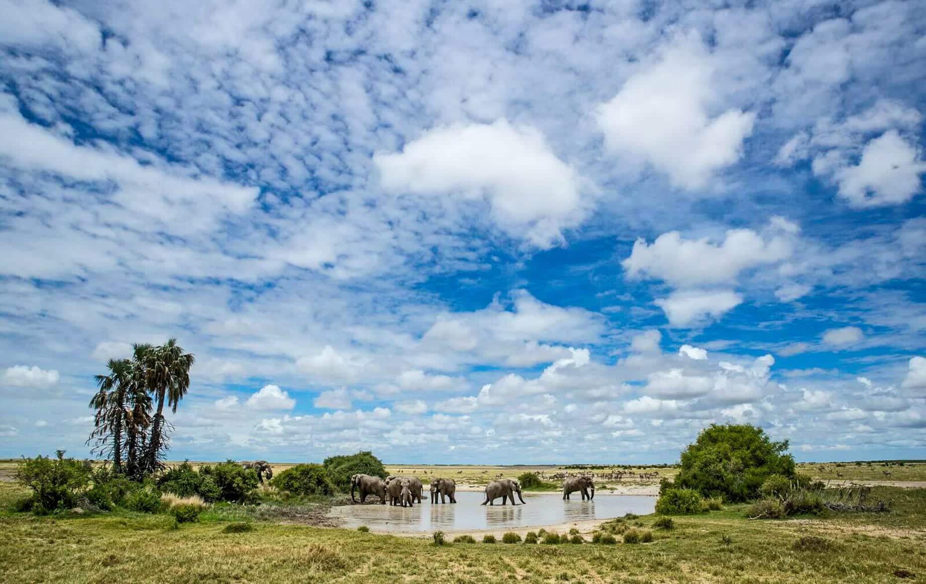 Wildlife in the Makgadikgadi Pan