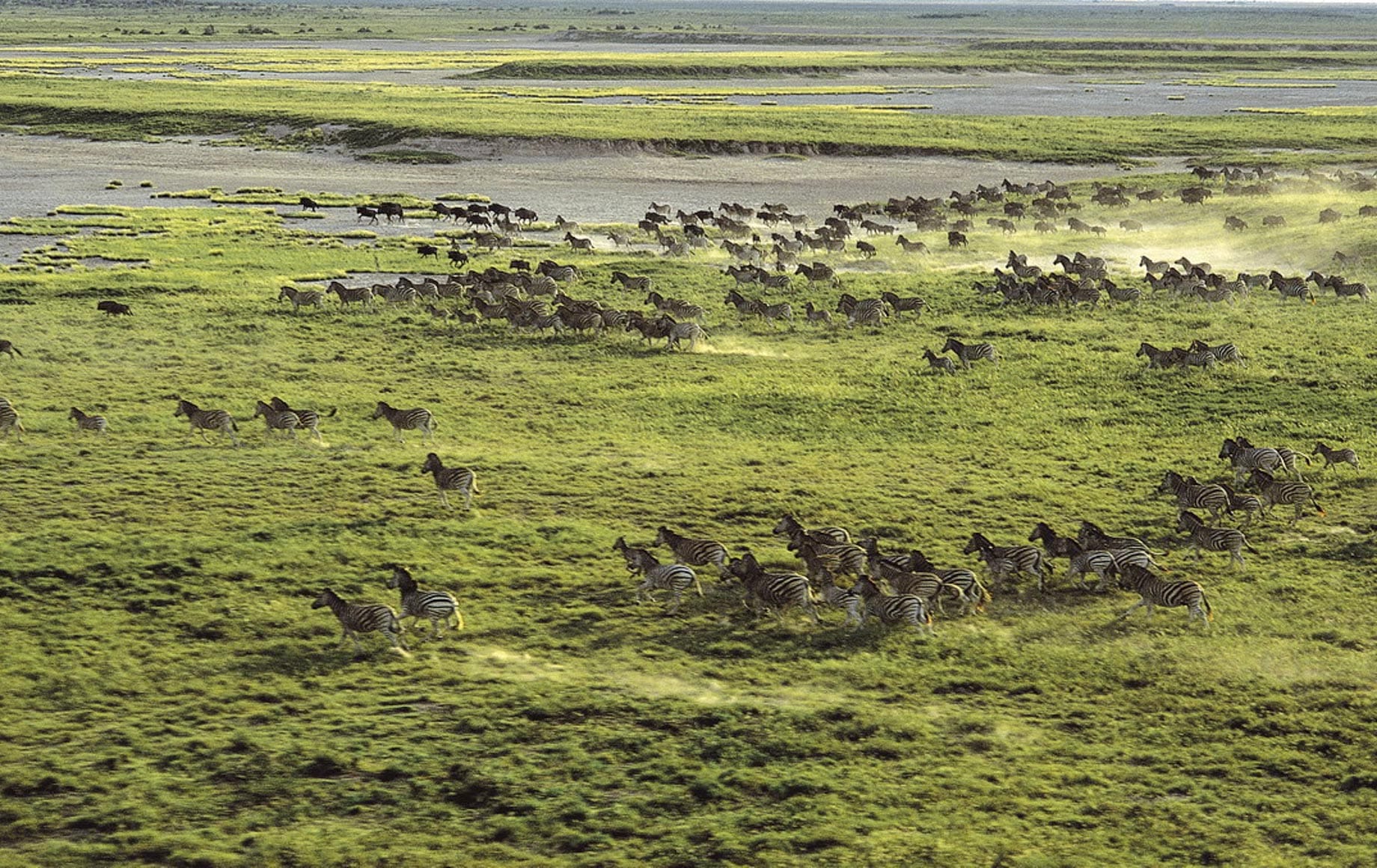 Wildlife in the Makgadikgadi Pan