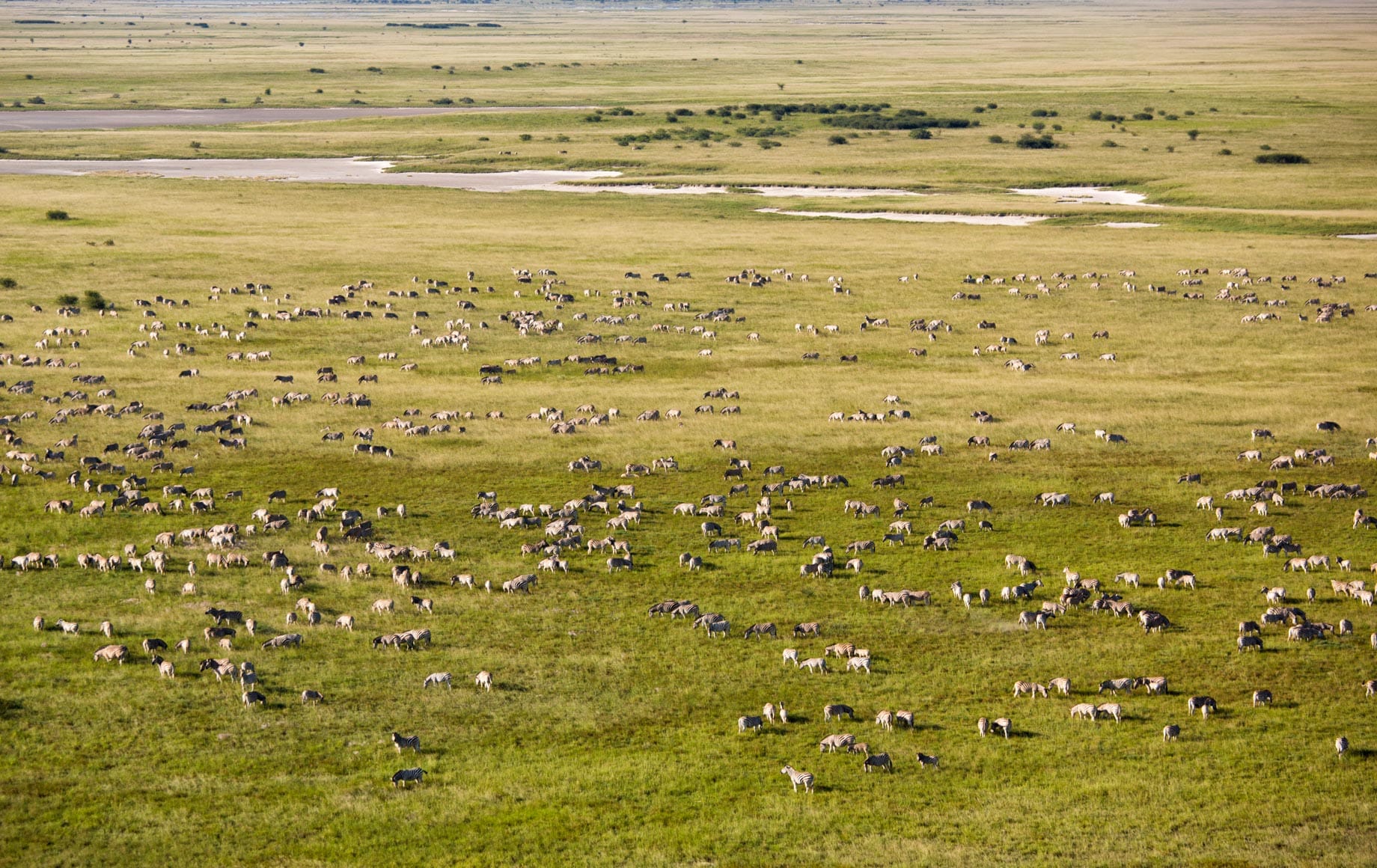 Wildlife in the Makgadikgadi Pan