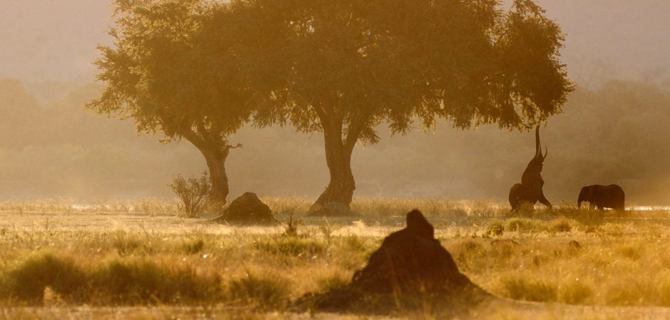 African Splendour