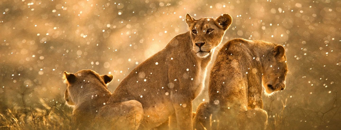 Three lions