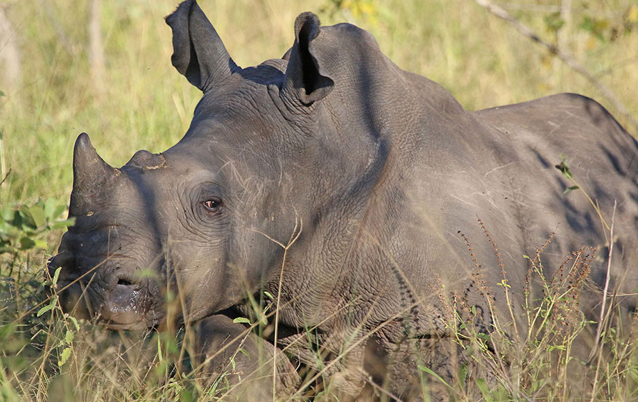 A rhinoceros sitting in a field of grass.
