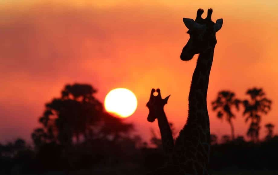 Two giraffes in shadow with the sun setting in the background.