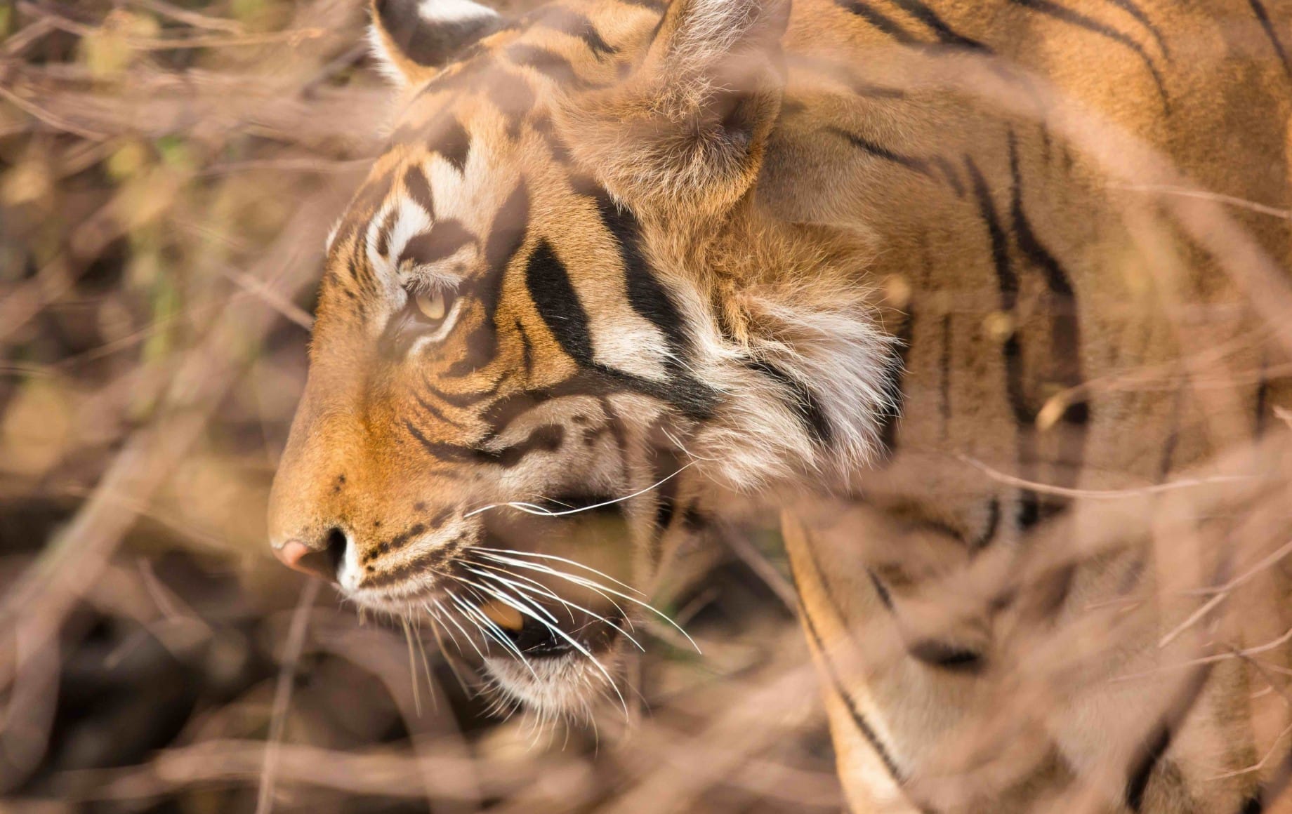 a tiger roaring