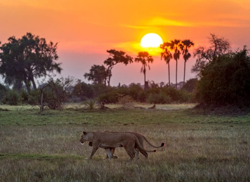 Watching Sunset and Wildlife in Nairobi