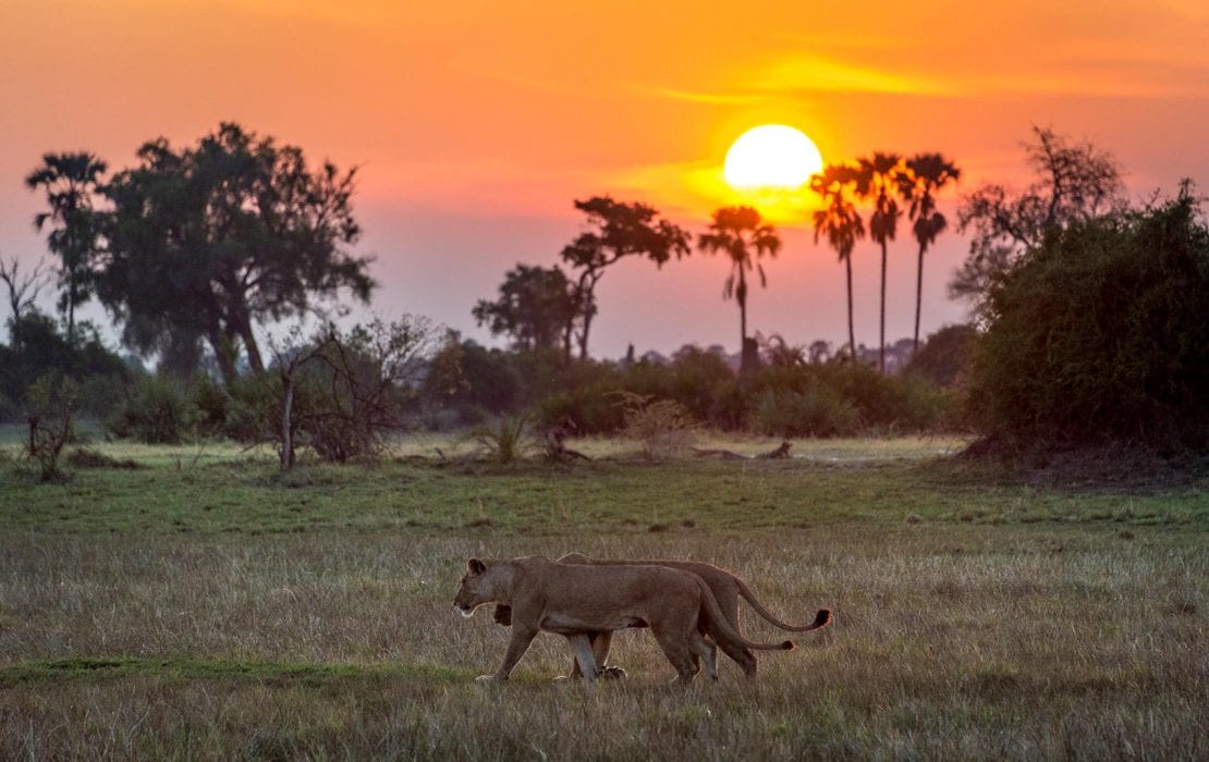Moremi Game Reserve - Africa Destination - Micato Safaris