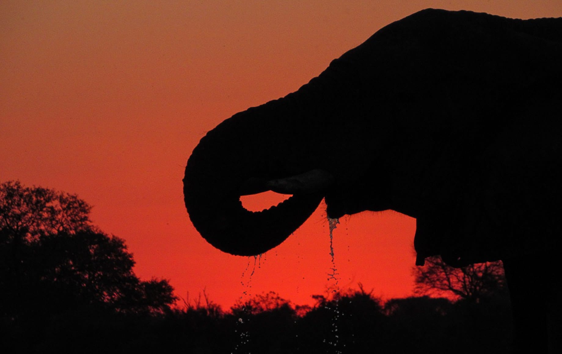 An elephant drinking water at Moremi Game Reserve