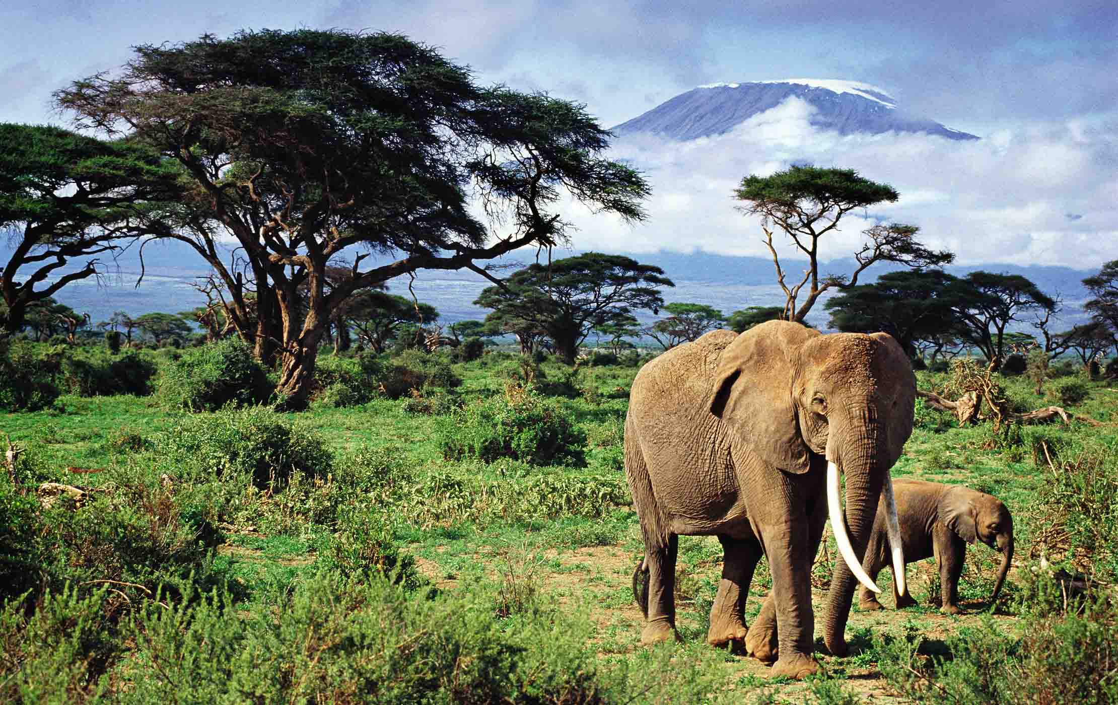 Elephant and baby elephant waling in Mount Kilimanjarol