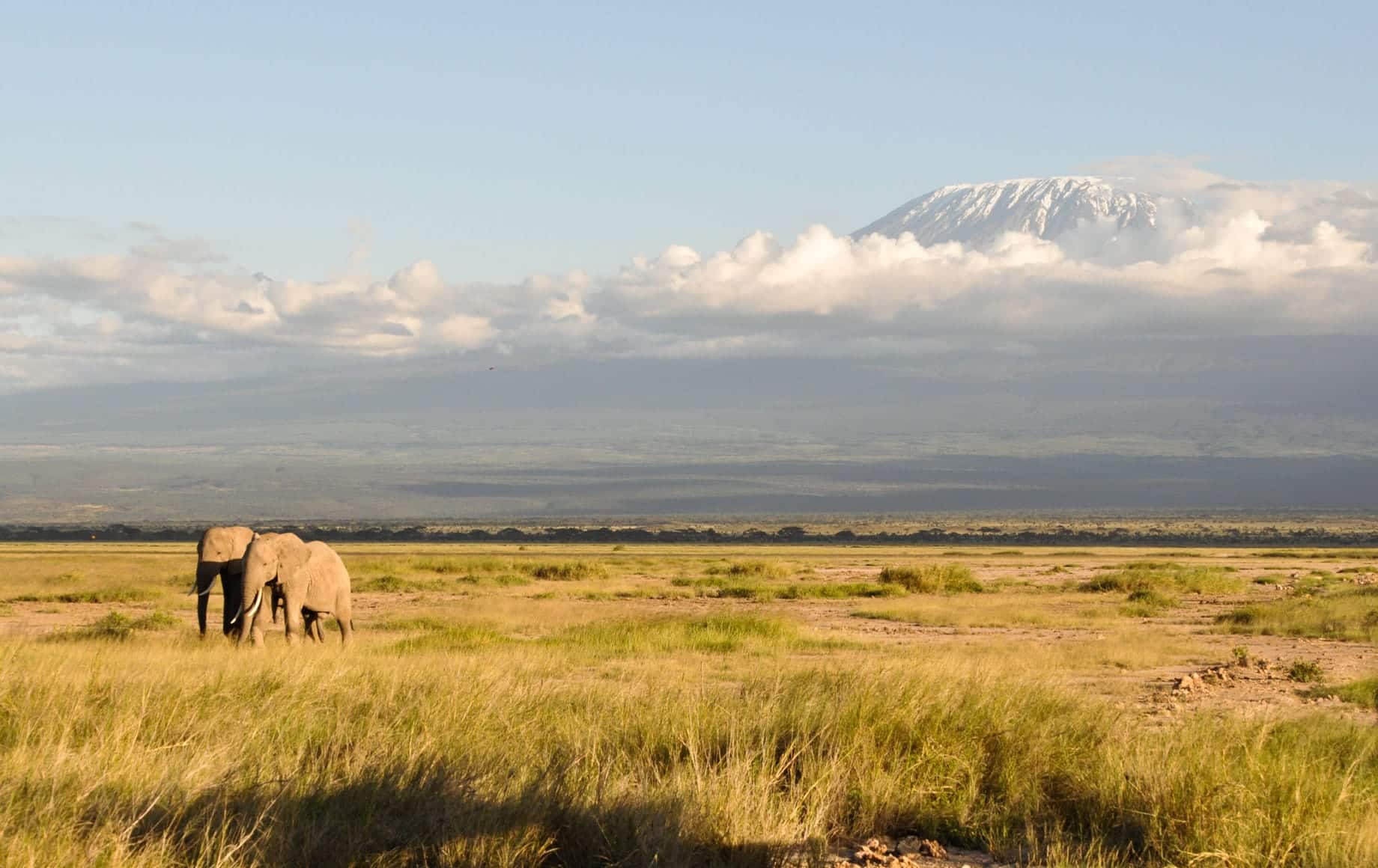 Elephants at Mount Kilimanjaro Climb