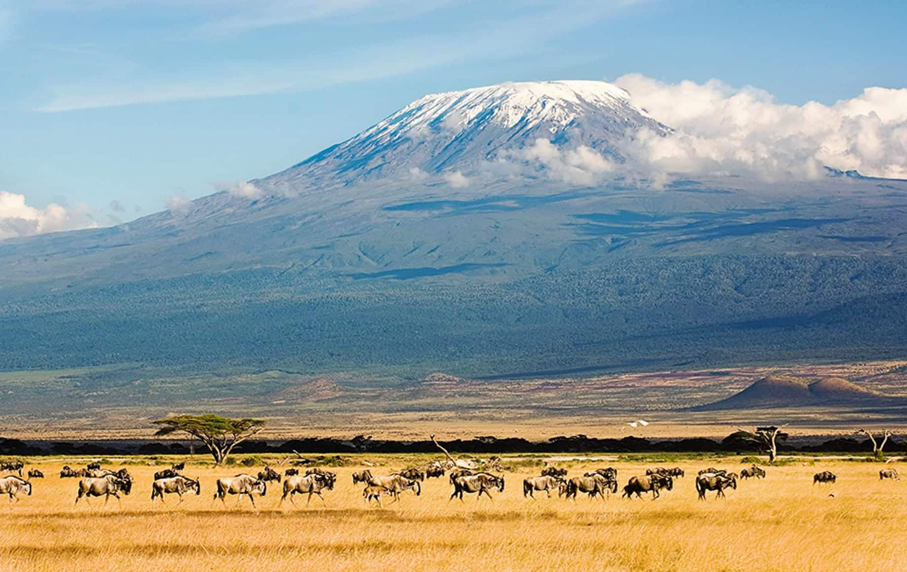 Wildlife at Mount Kilimanjaro Climb