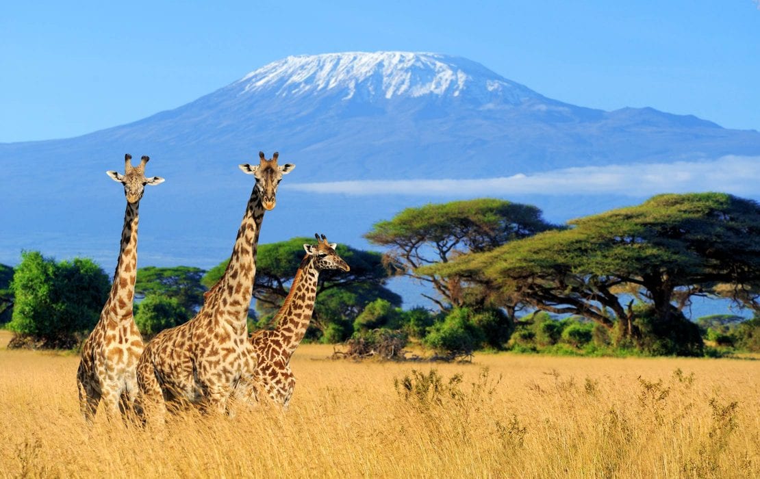 Αποτέλεσμα εικόνας για kilimanjaro