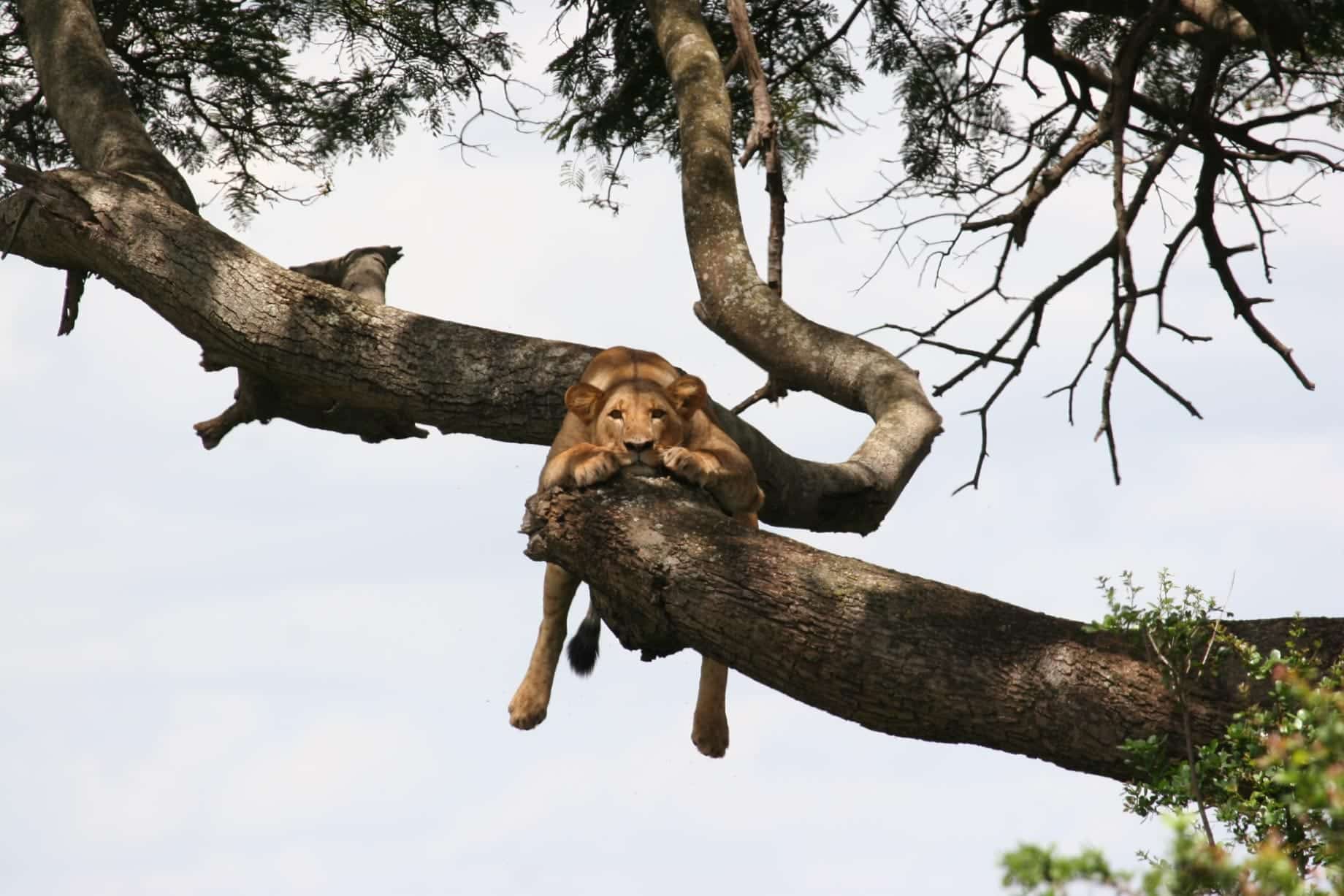 An African Lion is relaxing on a tree branch