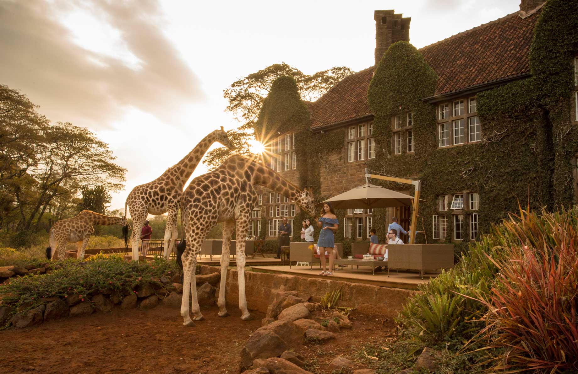 Hand feeding giraffes at the Nairobi