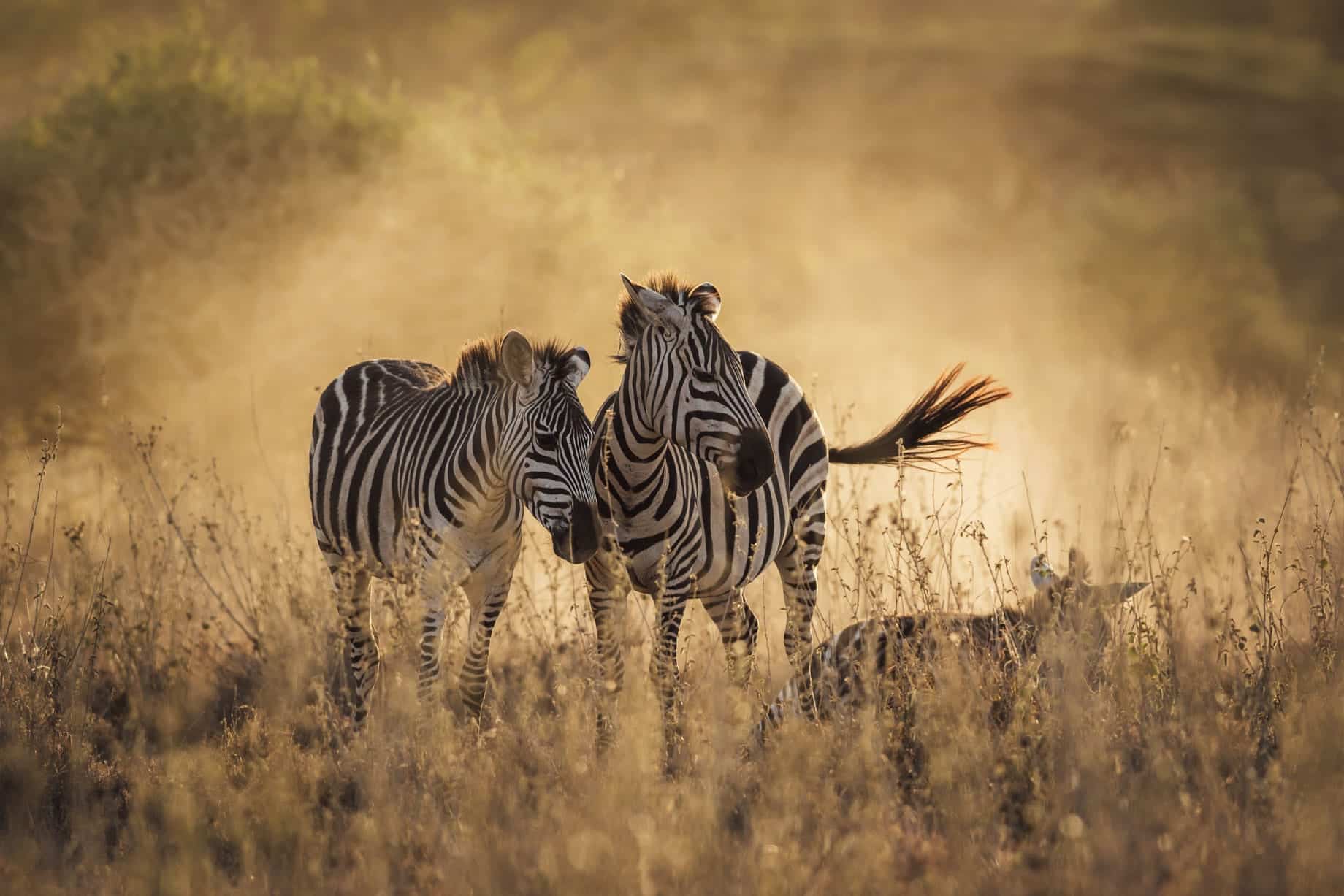 Observe Zebras during Safari with Us