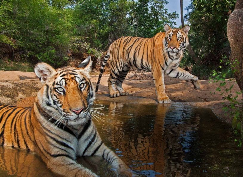 Ranthambore National Park