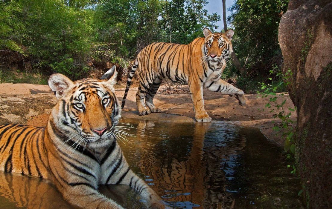 Ranthambore National Park