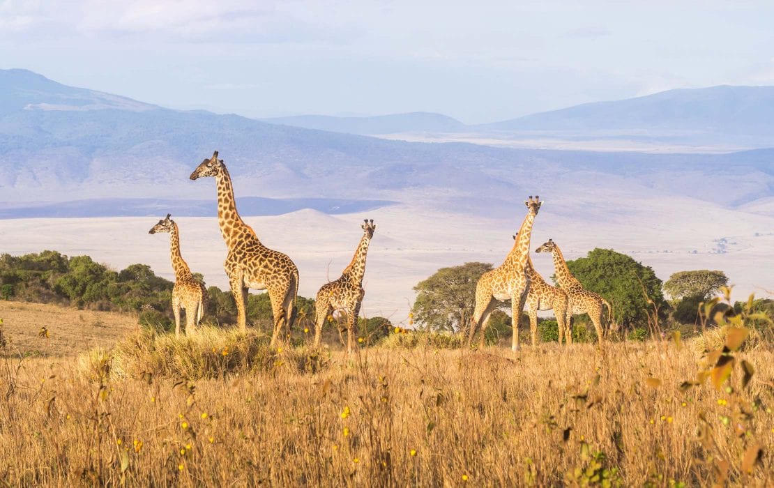 Giraffes at Ngorongoro Conservation Area