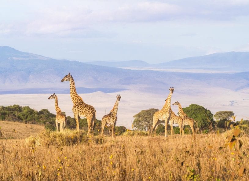 Giraffes at Ngorongoro Conservation Area