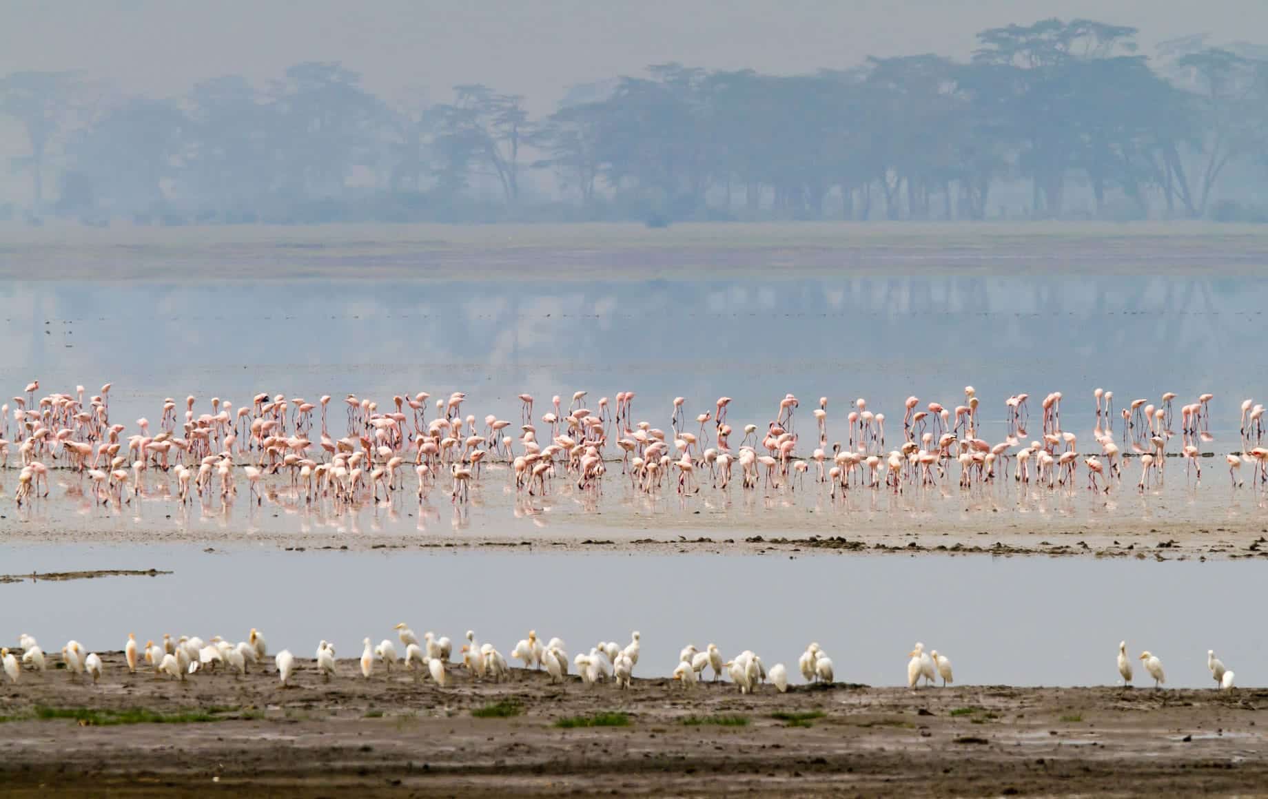 Flamingos on Lake Magadi, Ngorongoro Crater, Ngorongoro Conservation Area, Tanzania