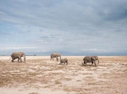Elephant Family in Amboseli
