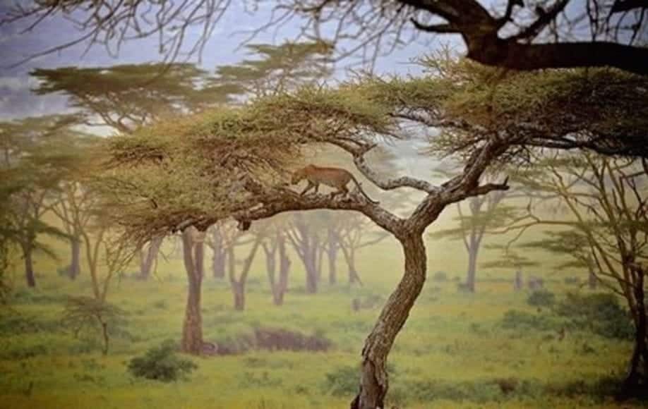 Lion venturing on limb