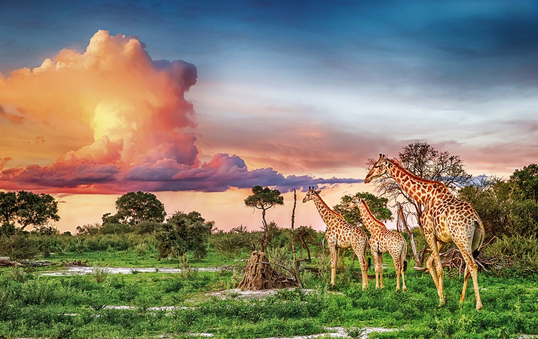 Giraffes in the Okavango Delta