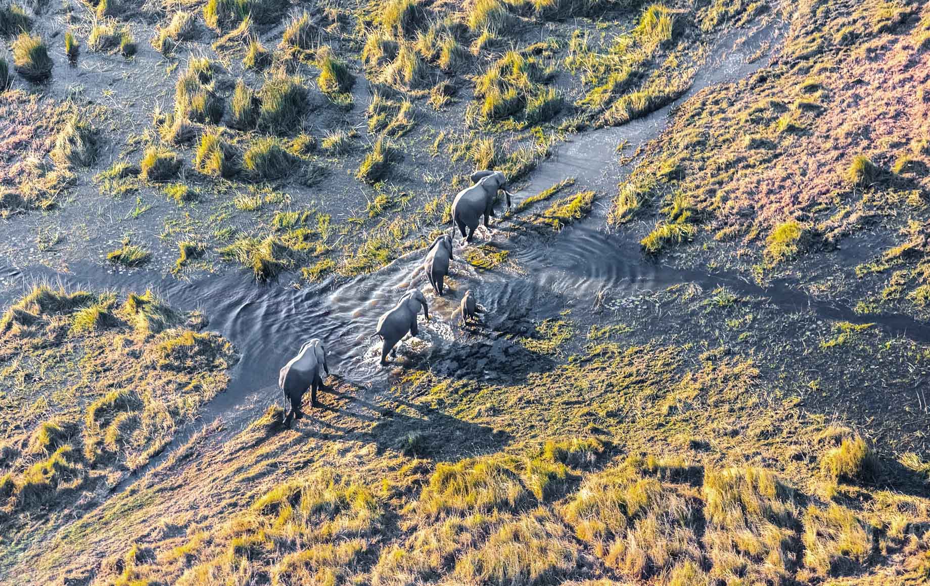 Elephants in Okavango delta