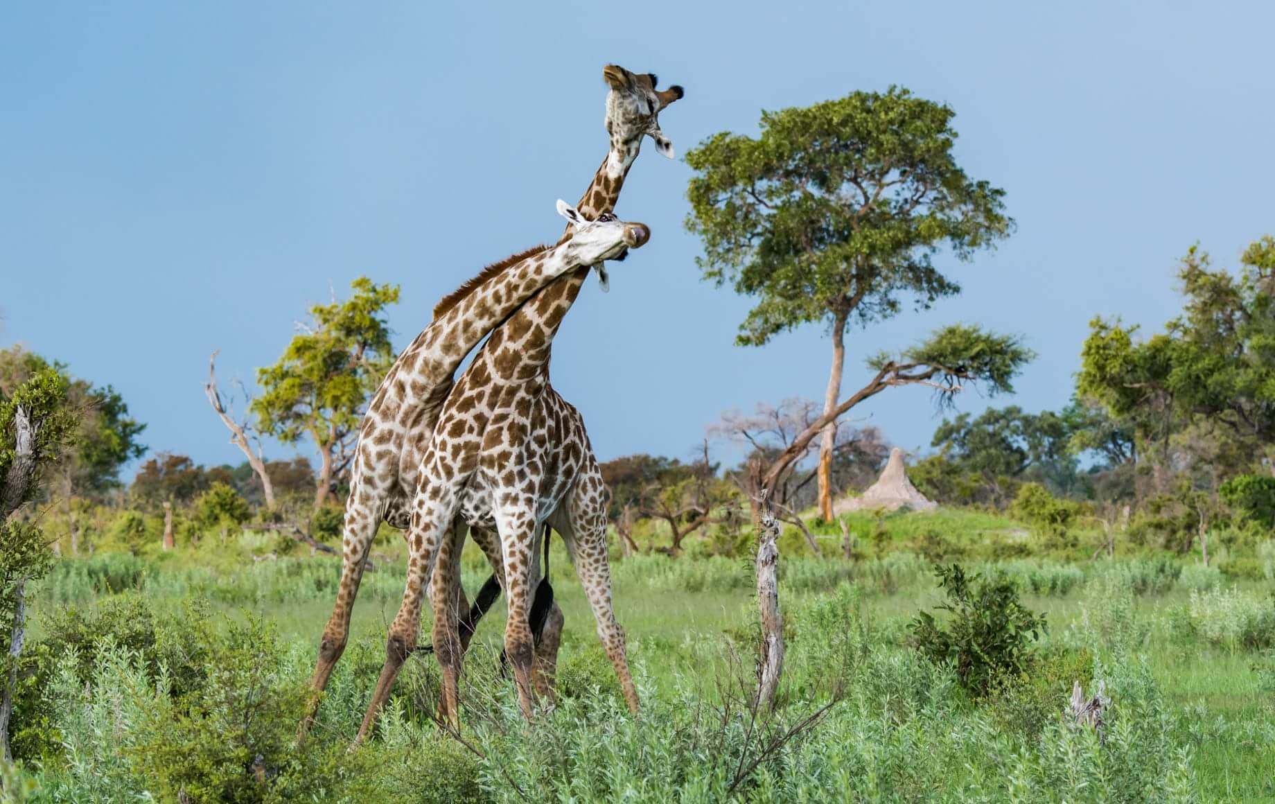 Giraffes in Okavango delta