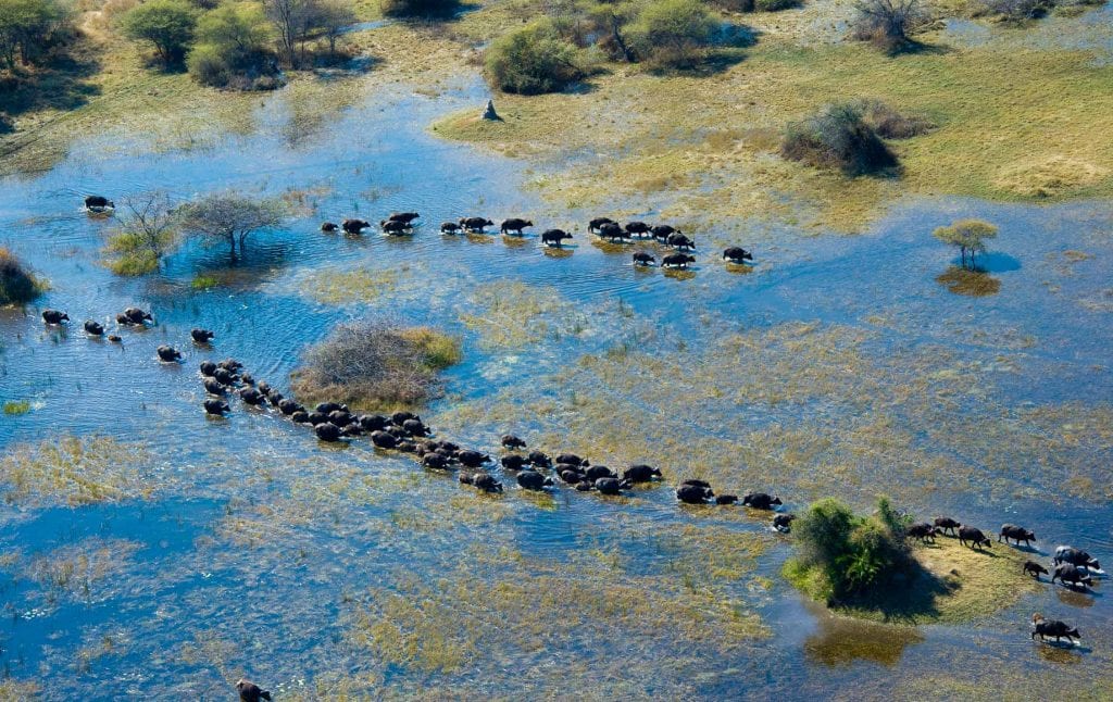 Wildlife in the Okavango Delta