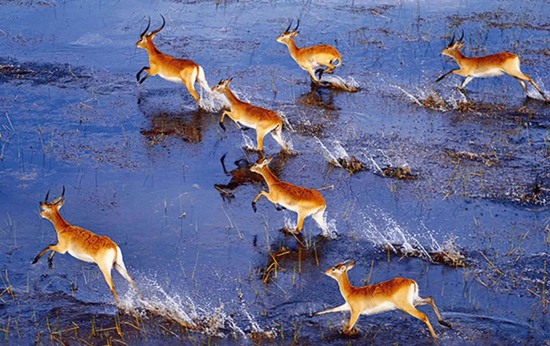 Deers in Okavango delta