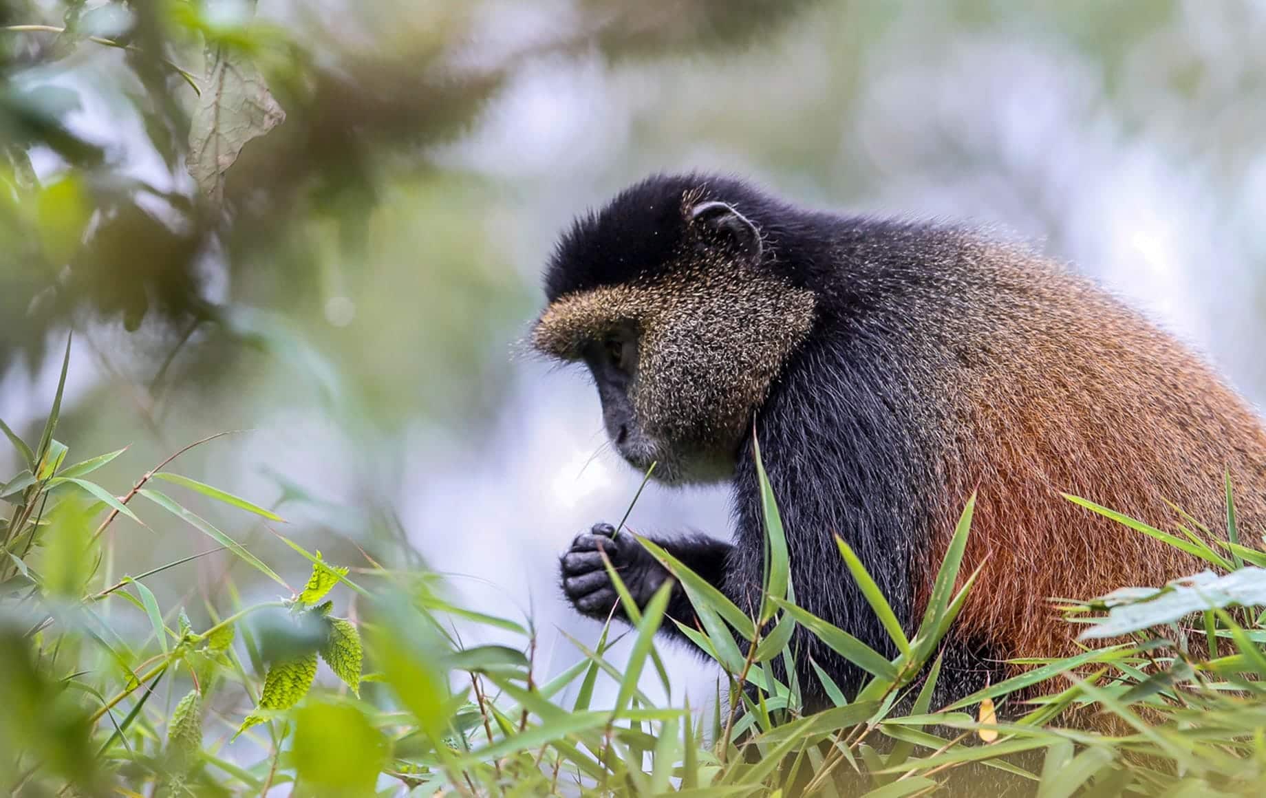 Monkey eating grass at Volcanoes National Park, Rwanda