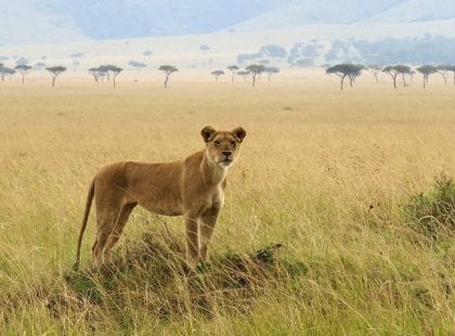 a lioness alone with the savannah behind her