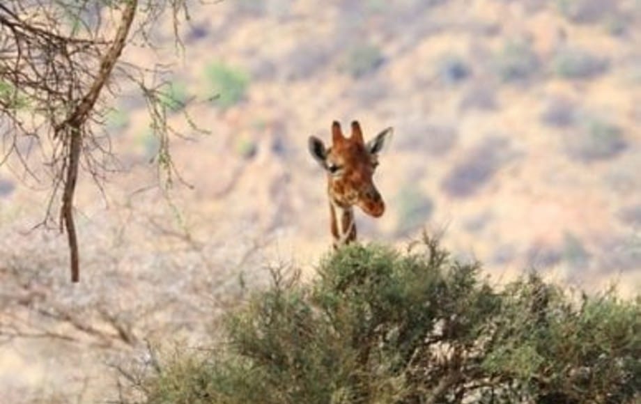 Giraffe poking above tree in Samburu
