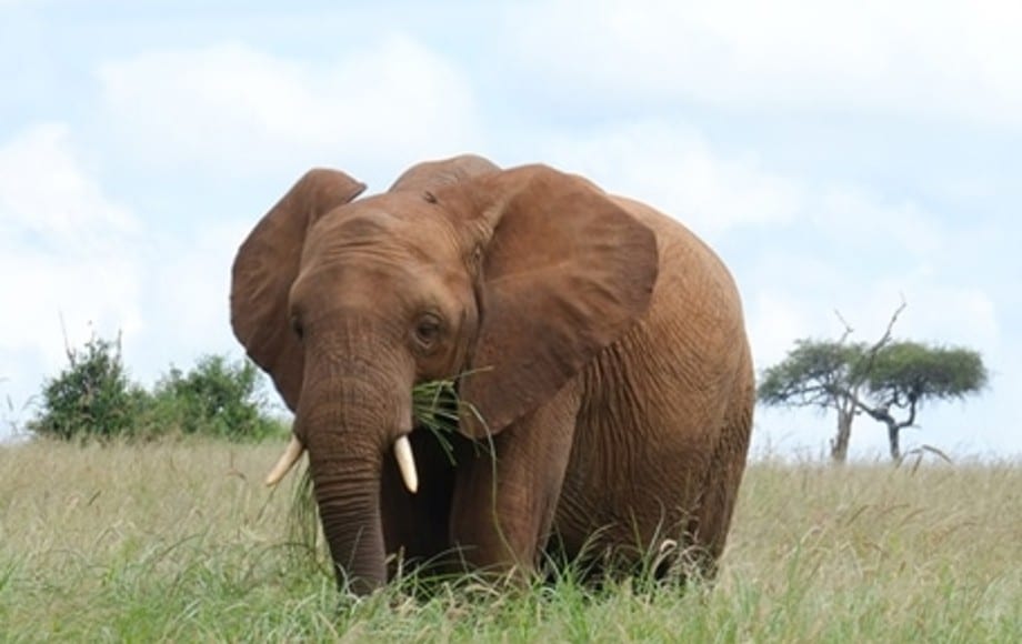 Elephant eating grass in Tarangire National Park
