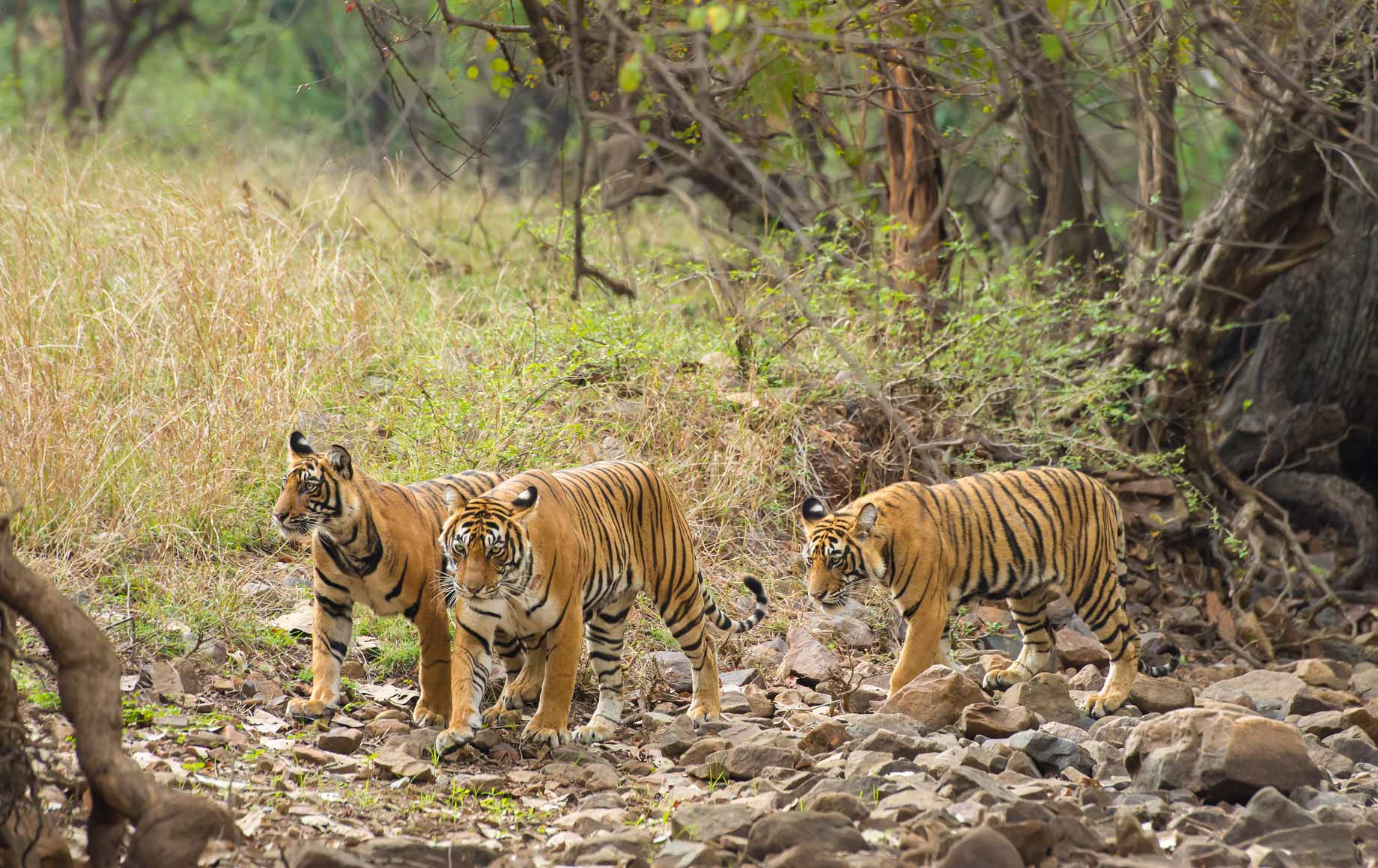 Three roaming tigers at Ranthambore National Park