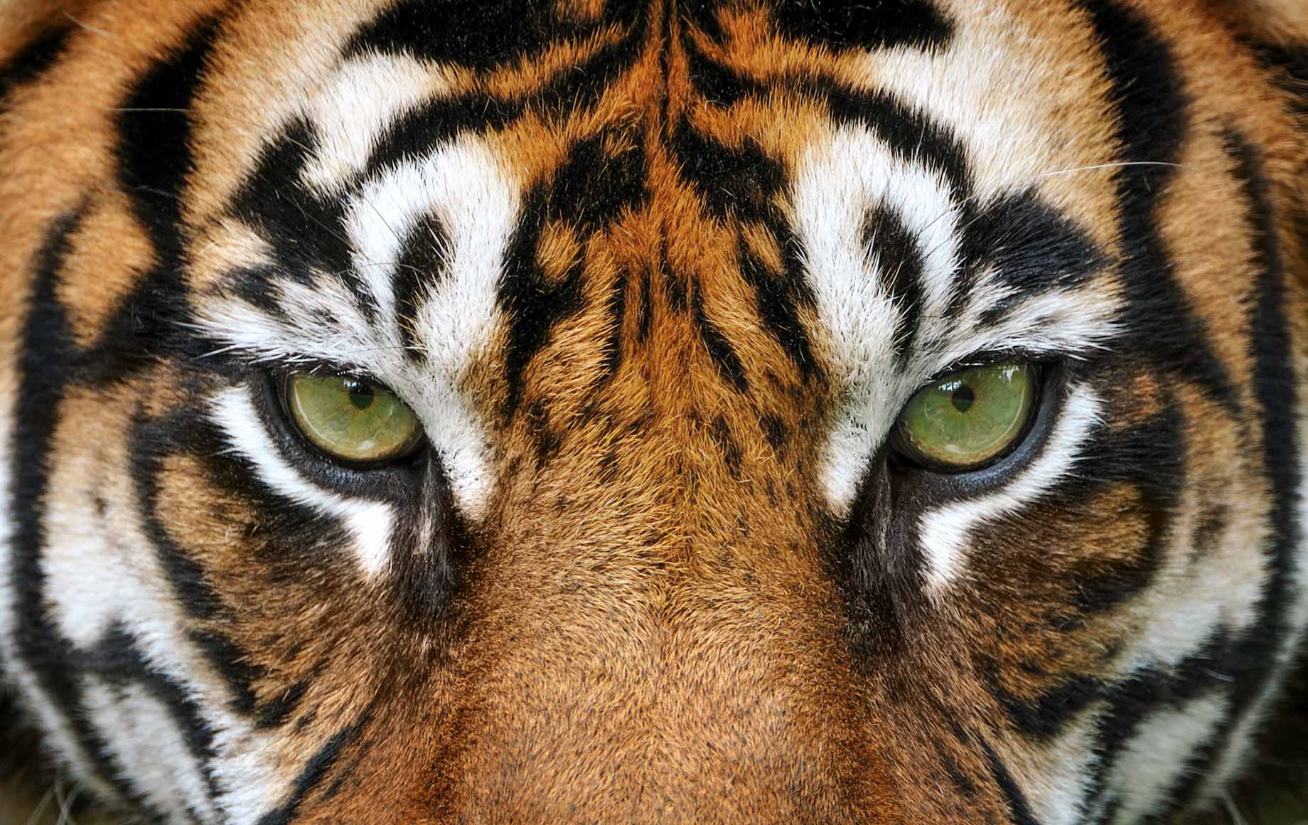 Staring Tiger Eyes at India National Park